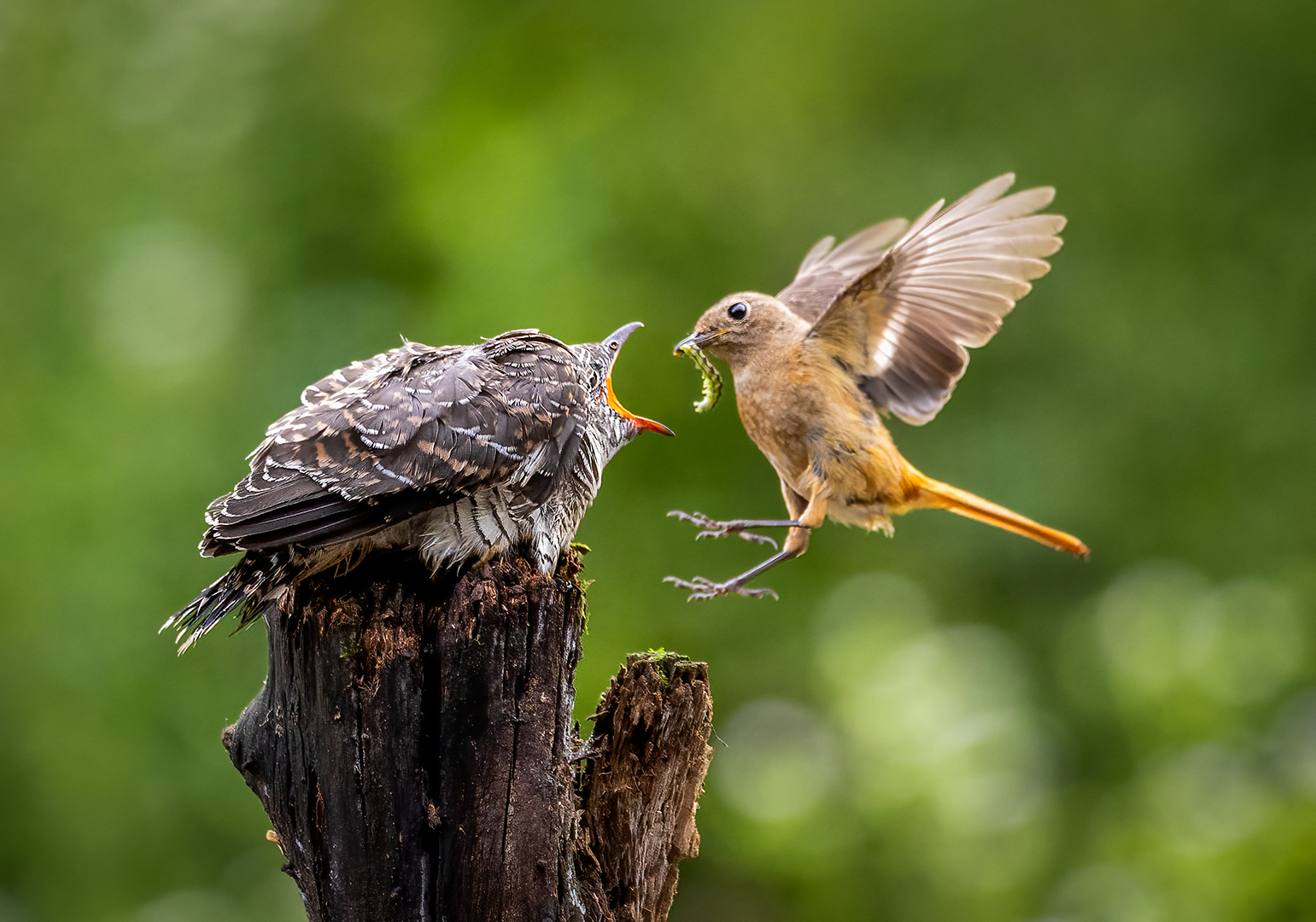 Chun Woo Lee (South Korea) Cuckoo brood parasitism 22